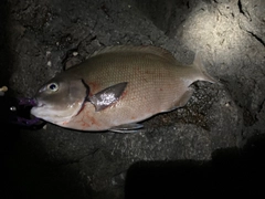 オナガグレの釣果