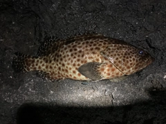 ヒトミハタの釣果