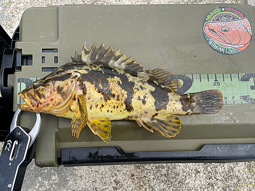 ベッコウゾイの釣果