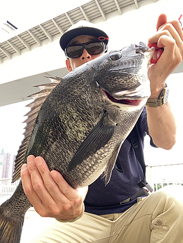 チヌの釣果