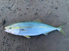 ハマチの釣果