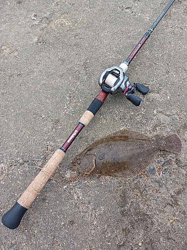 ソゲの釣果