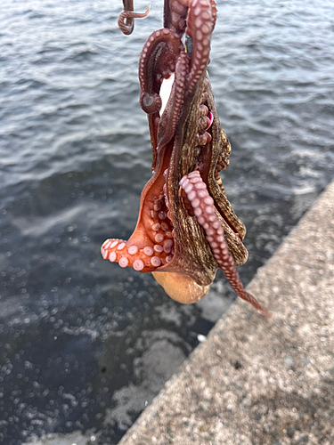 マダコの釣果