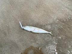 マサバの釣果