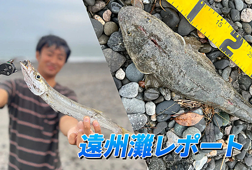 マゴチの釣果