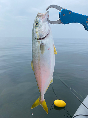 ワカシの釣果