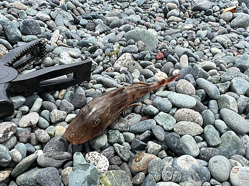 ホウボウの釣果