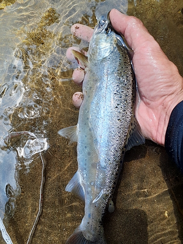 ヤマメの釣果