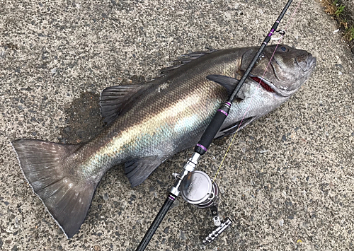 イシナギの釣果