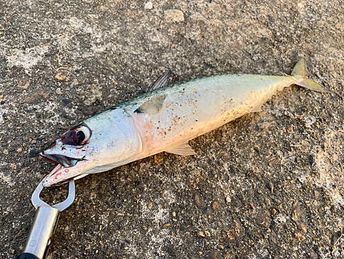 マサバの釣果