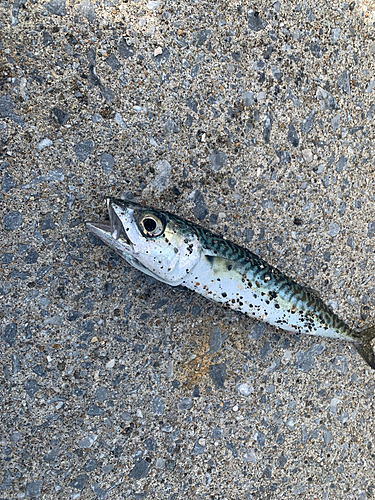 サバの釣果