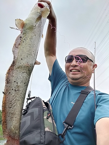 ナマズの釣果