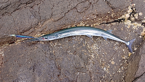 ダツの釣果