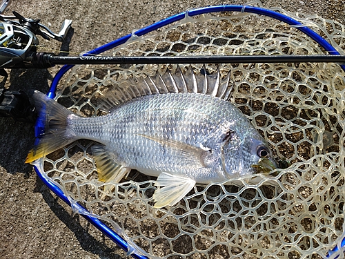 キビレの釣果