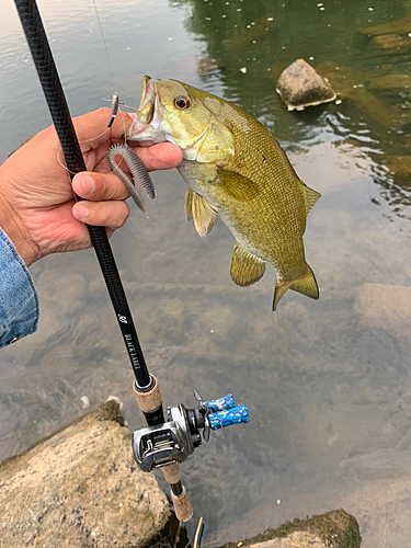 スモールマウスバスの釣果