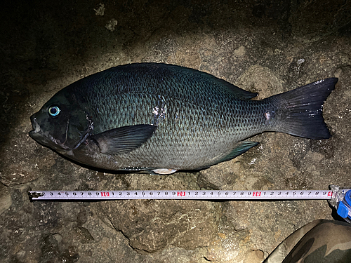 クチブトグレの釣果