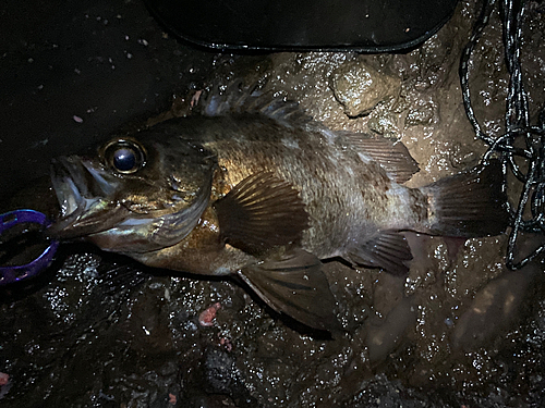 シロメバルの釣果