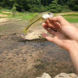 ブラックバス