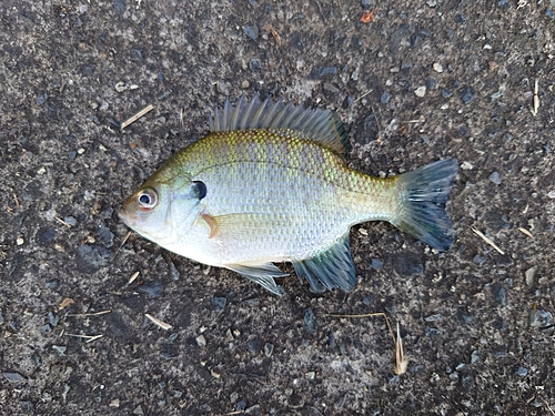 ブルーギルの釣果