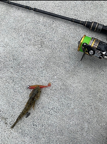 アナハゼの釣果