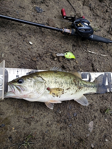 ブラックバスの釣果