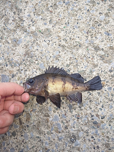 メバルの釣果