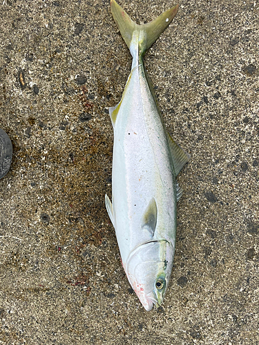 イナダの釣果