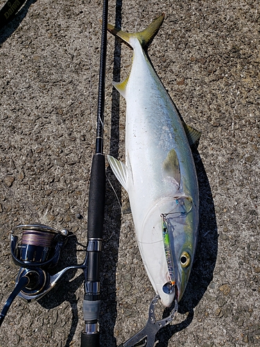 ハマチの釣果