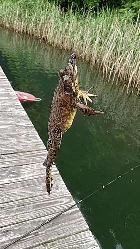 ラージマウスバスの釣果