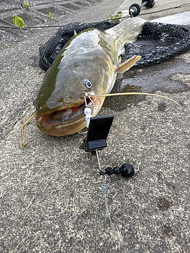 ナマズの釣果