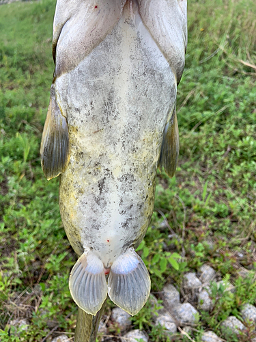 ナマズの釣果