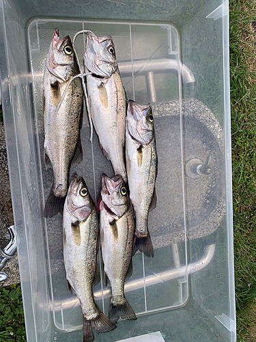 フッコ（マルスズキ）の釣果