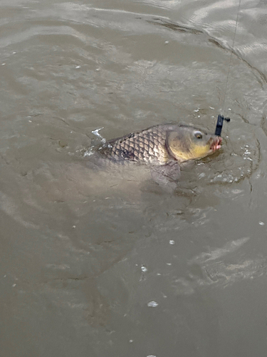 コイの釣果