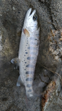 アマゴの釣果