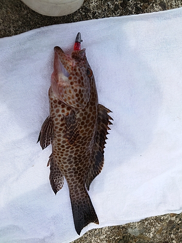 オオモンハタの釣果