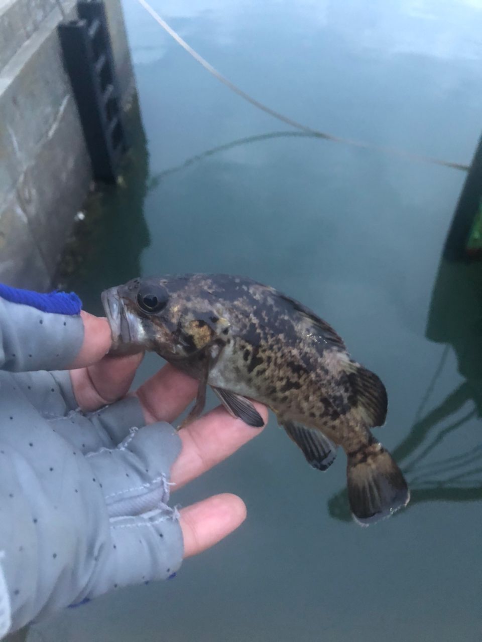 クロソイ