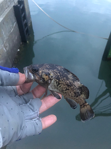 クロソイの釣果