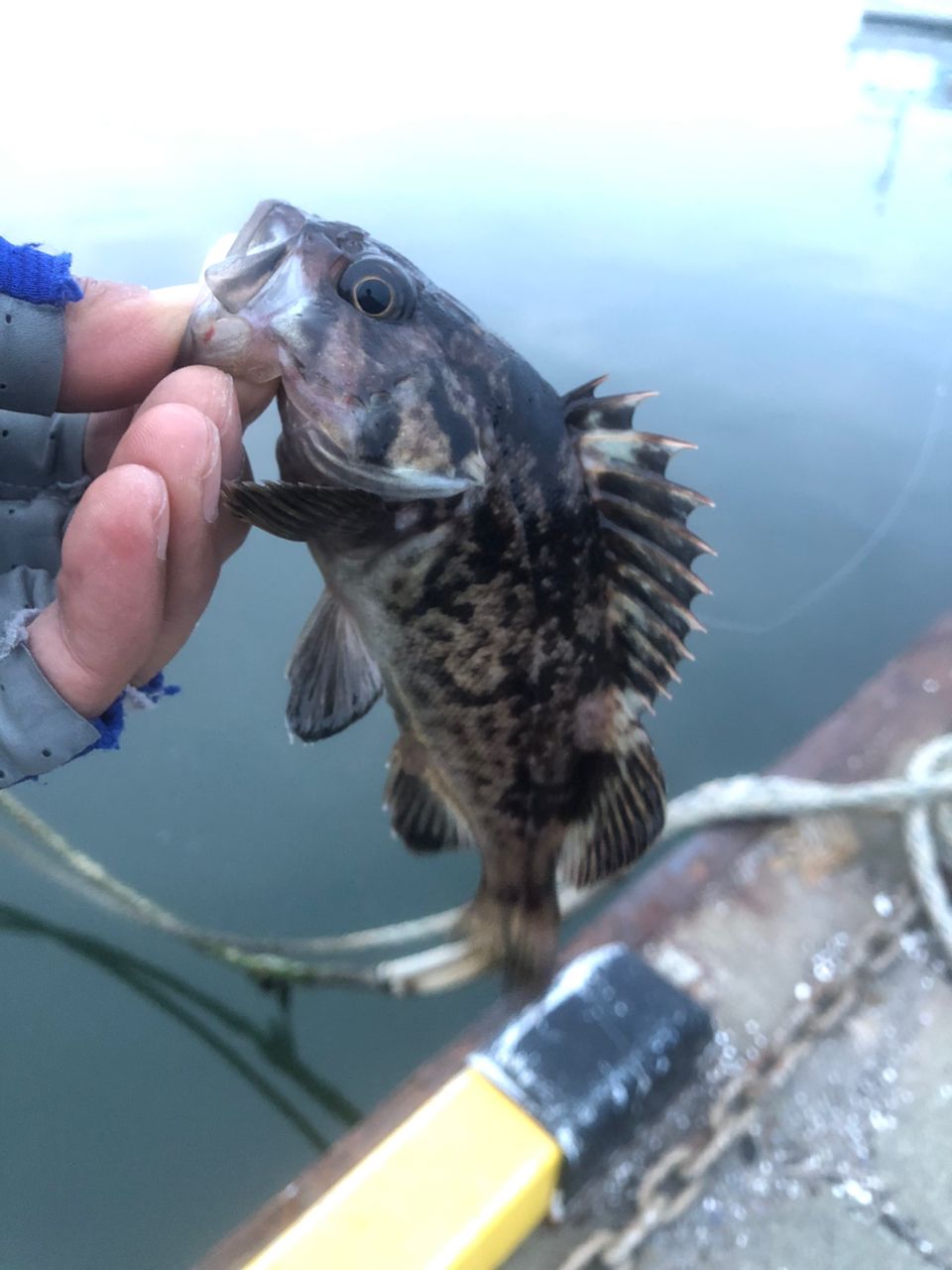 クロソイ