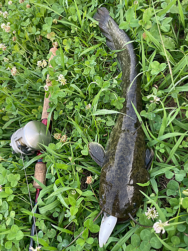 ナマズの釣果