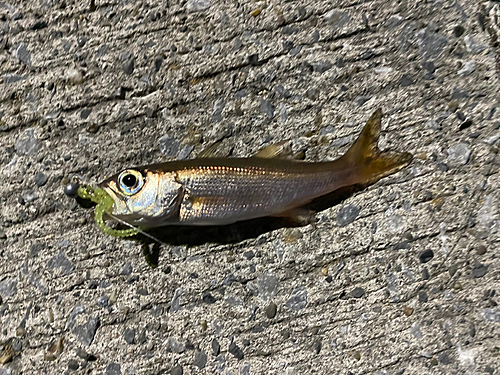 クロムツの釣果