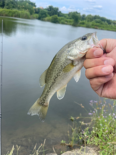 ラージマウスバスの釣果