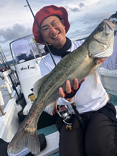 タイリクスズキの釣果