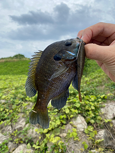 ブルーギルの釣果