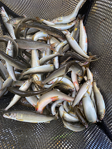 コアユの釣果