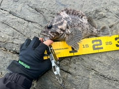 ムラソイの釣果