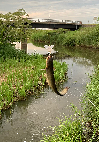 ナマズの釣果