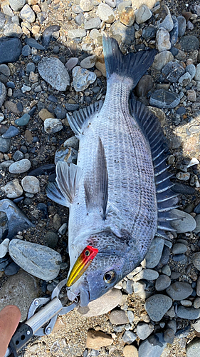 クロダイの釣果