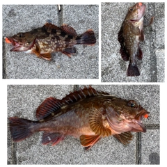ガシラの釣果