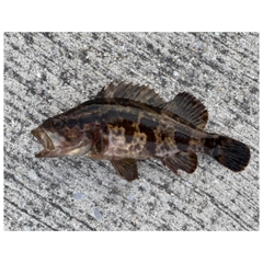 タケノコメバルの釣果