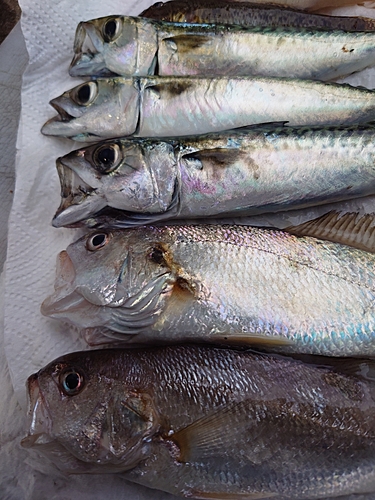 サバの釣果